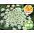 Organic Wild Carrot Essential Oil - Ct. Geranyl Acetate