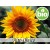 Organic High-oleic Sunflower Oil RBDW