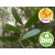 Wild and Organic Saro Essential Oil