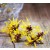 Witch Hazel Water