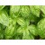 Exotic Basil Essential Oil - CT Methylchavicol