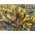 Fucus Powder