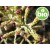 Organic White Artemisia Essential Oil - Camphor Chemotype