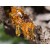 Copaiba Balsam Essential Oil