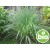 Organic Java Citronella Essential Oil
