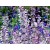 Clary Sage Essential Oil - Salvia sclarea