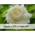 Jasmine Sambac / Arabian Jasmine Absolute Dilution at 3%