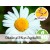 Organic Wild Blue Chamomile Dilution at 3%