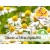Organic Wild Roman Chamomile Dilution at 3%