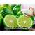 Nature-Identical Bergamot