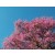 Rosewood - Nature-Identical