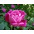 Rose Bouquet Fragrance