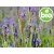 Organic Spike Lavender Essential Oil
