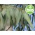 Wild Eucalyptus Staigeriana Essential Oil
