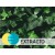 Ivy Extract - Hydroglyceric Extract