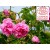 Ecocert Liquid Rosa Damascena Extract - Hydroglyceric.