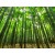 Bamboo Forest Fragrance