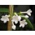 Fresh Jasmine Fragrance