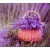 Lavender Fragrance