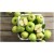 Green Apple Fragrance