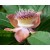 Champa Flower Fragrance