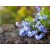 Forget-Me-Not Flower Fragrance