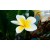 Frangipani Fragrance