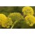 Galbanum Essential Oil