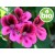 Organic Rose Geranium Essential Oil