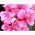 Rose Geranium Fragrance