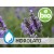 Organic Spike Lavender Hydrolat