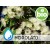 Organic Eucalyptus Hydrolat