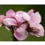 Organic Geranium Hydrolat