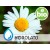 Organic Blue Chamomile Hydrolat - Microfiltered