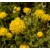Organic Santolina Chamomile Hydrolat