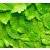 Organic Melissa Hydrolat
