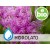 Organic Honey Myrtle Hydrolat
