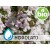 Organic Thyme Thujanol Hydrolat