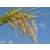 Corn Starch phEur / USP.
