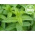 Organic Peppermint Essential Oil