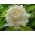 Jasmine Sambac / Arabian Jasmine Absolute