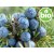 Organic Juniper Essential Oil - Berries and Branches