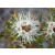 Wild Kunzea Essential Oil