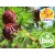 Wild and Organic Larch Essential Oil