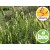 Wild and Organic Green Lavender Essential Oil