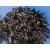 Dried Iceland Moss