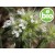 Wild Organic White Thyme Essential Oil