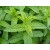 Organic Mint Hydrolat - 100% Pure