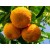 Bitter Orange Essential Oil