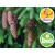 Common Spruce Essential Oil - Wild and Organic Norway Spruce